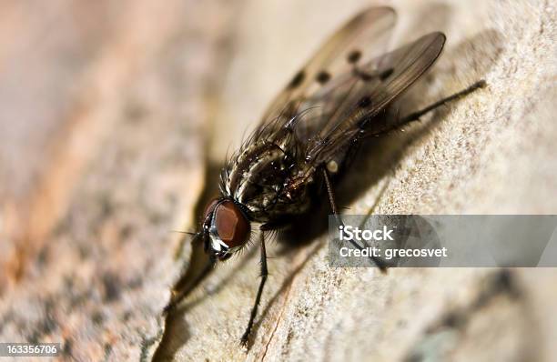 Fly Macro Detalles Foto de stock y más banco de imágenes de Afección médica - Afección médica, Ala de animal, Animal