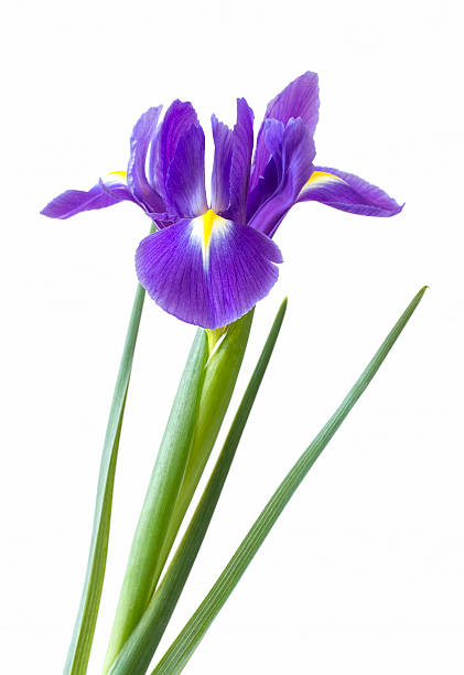 istock Single purple iris flower on white 163357037