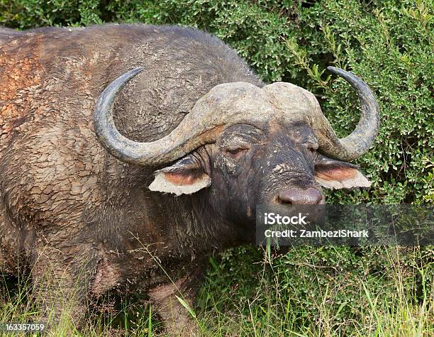Schlammigen Buffalo Stockfoto und mehr Bilder von Addo Elefanten-Nationalpark - Addo Elefanten-Nationalpark, Afrika, Afrikanischer Waldbüffel