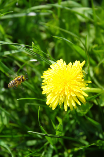 Honey bee landing on dandalion