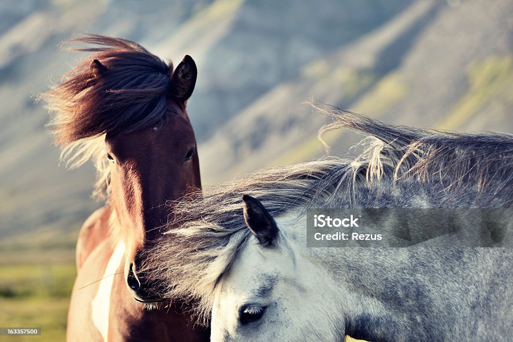 Due cavalli Islanda - Foto stock royalty-free di Cavallo - Equino