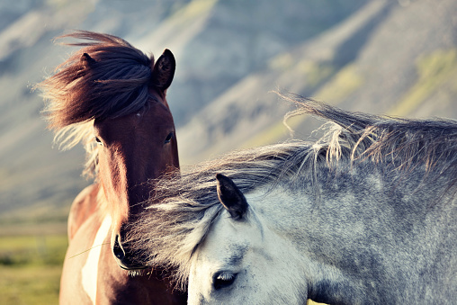 Two Iceland horses