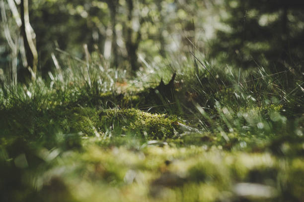 istock Low angle shot of moss field and grass in the forest. 1633580049