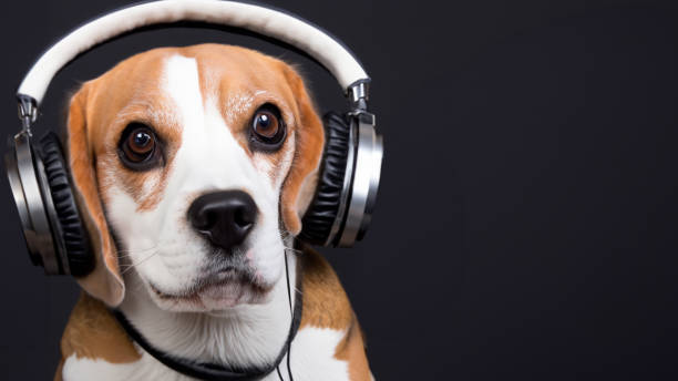 istock Cute dog wearing headphones on black background 1633583548