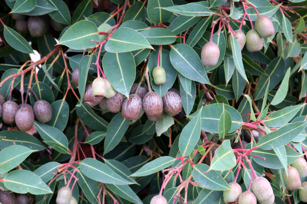 istock Red flowering gum fruits (Corymbia ficifolia) on a tree : (pix Sanjiv Shukla) 1633585980