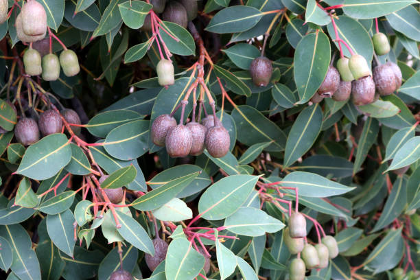 istock Red flowering gum fruits (Corymbia ficifolia) on a tree : (pix Sanjiv Shukla) 1633585997