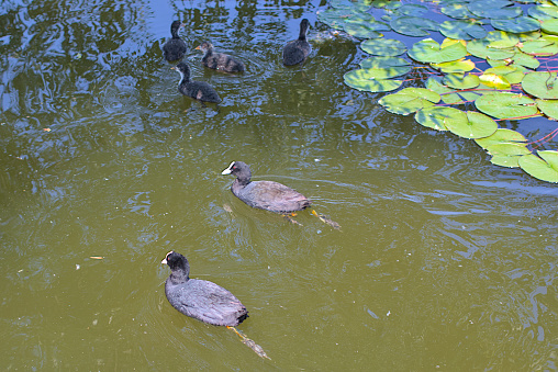 A family of ducks, two adult ducks and newborn ducklings are swimming in the water. Eurasian coot