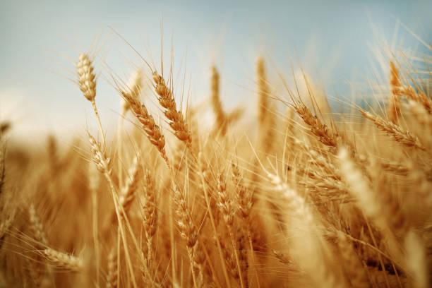 istock Ripe ears of wheat 1633598507