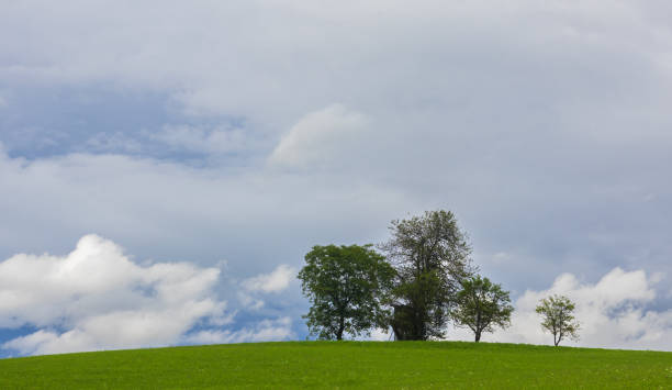 istock Grass hill with group of trees. Austria alps landscape 1633600151
