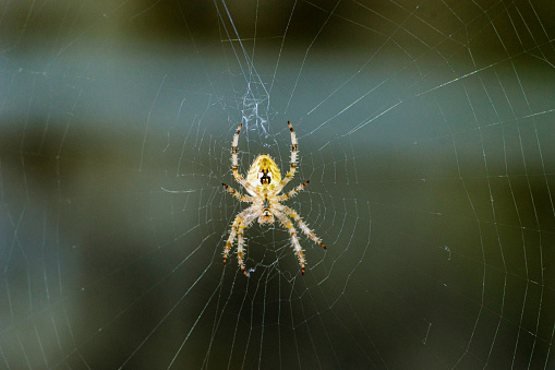 Extreme close up of a spider standing in center of its web.