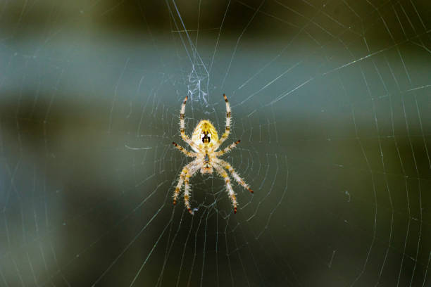 Spider in center of its Web Extreme close up of a spider standing in center of its web. spider with prey stock pictures, royalty-free photos & images