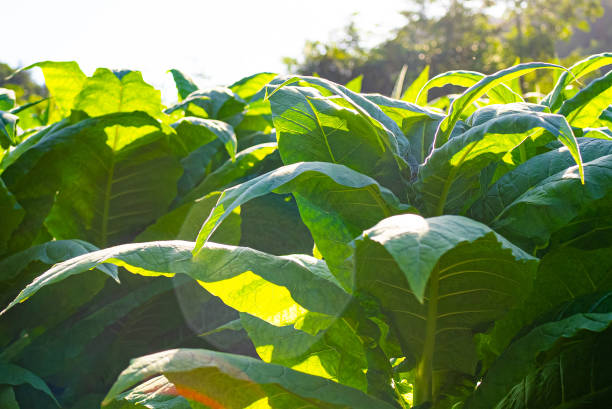 istock Tobacco leaves 1633607125