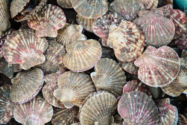 istock Fresh mussels at a market 1633616245