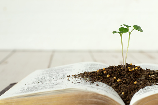 Mustard seed green plant growing in soil on top of open Holy Bible Book with golden pages and white background. Copy space. Close-up. Christian faith, maturity, spiritual growth, biblical concept.