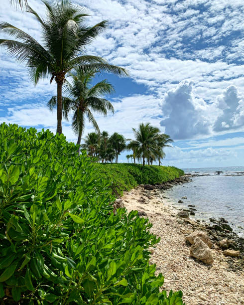 istock Tropical Foliage Along the Sea 1633623842