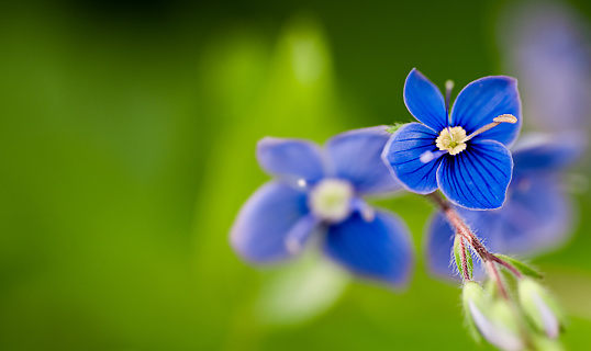 Violets and leaves, over white background.  More flowers: