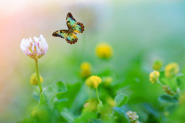 草原の上を飛ぶ蝶 - 朝日 ストックフォトと画像