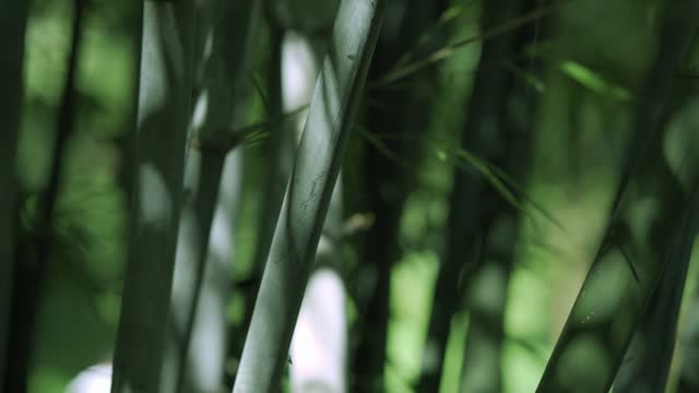 Bamboo forests under the sun