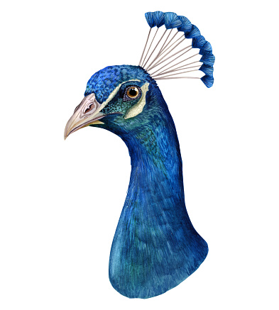 Watercolor peacock head portrait illustration isolated on white background of realistic colorful turquoise blue tropical bird clipart for stickers, scrapbooking and web design.
