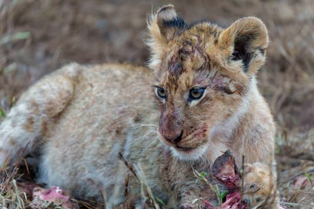 istock Lion cub eating in Sabi Sands Game Reserve 1633635661