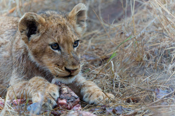 istock Lion cub eating in Sabi Sands Game Reserve 1633635662