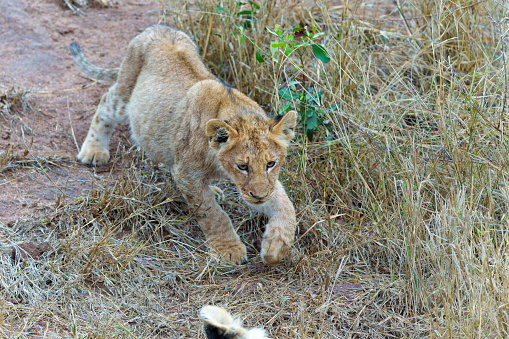Lion cub walking after a big meal in the bush of Sabi Sands Game Reserve in South Africa