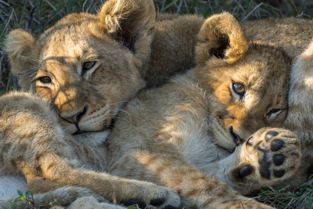 istock Lion cubs resting in Sabi Sands Game Reserve 1633639300