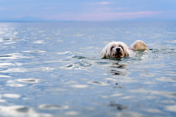 istock Small white dog swimming in the sea 1633648433