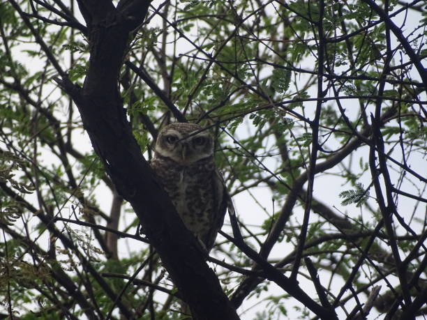 istock Owlet bird photography 1633654425