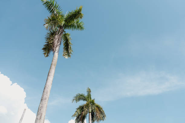 istock Palm tree and blue sky at Georgetown in Penang, Malaysia 1633656139