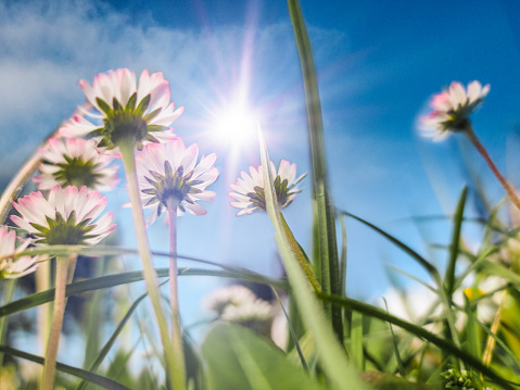 blooming dandelions in a grassy field, sunny day