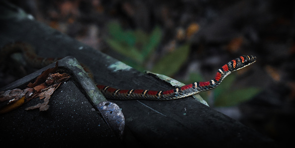 The red-black Malayan venomous snake in the flowering and verdant rainforest has come close to human habitation as a result of the climate crisis
