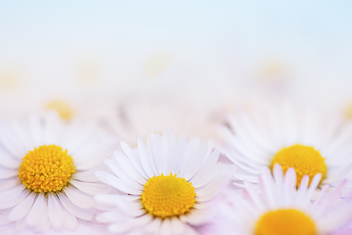 Daisy Background with Copy Space