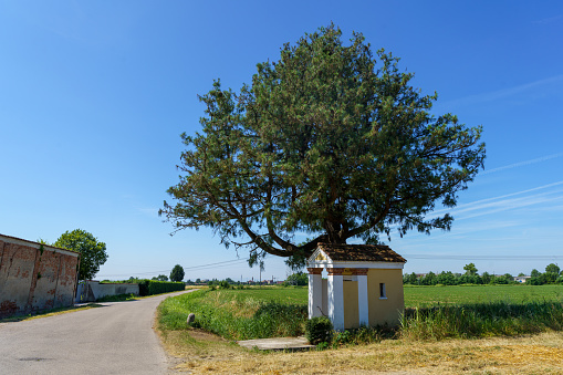Chapel and tree near Casalpusterlengo, Lodi province, Lombardy, Italy