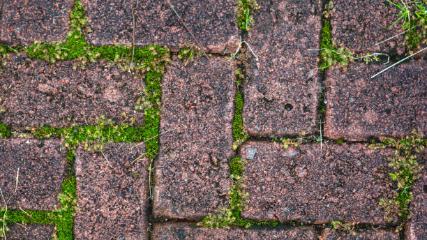 istock paving block texture with weeds in the cracks in the background 1633687613