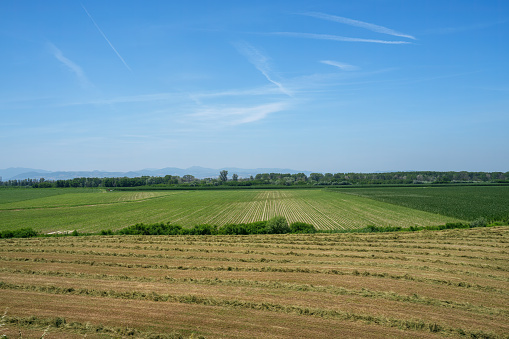 Rural landscape near San Rocco al Porto, Lodi province, Lombardy, Italy, at summer