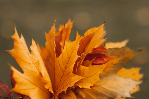 close up on autumn leaves on yellow background