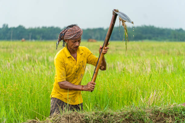 istock by using a garden hoe a farmer working on a agricultural farm 1633715484