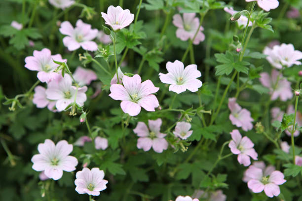 Soft pink Cranesbill 'Dreamland' also known as Geranium 'Bremdream' in flower.
