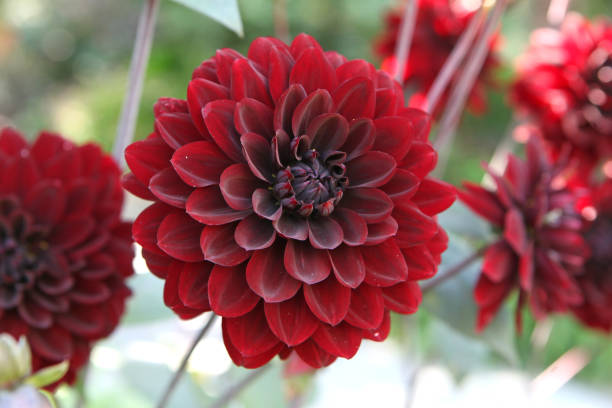 istock Maroon red decorative Dahlia 'Karma Choc' in flower. 1633718653