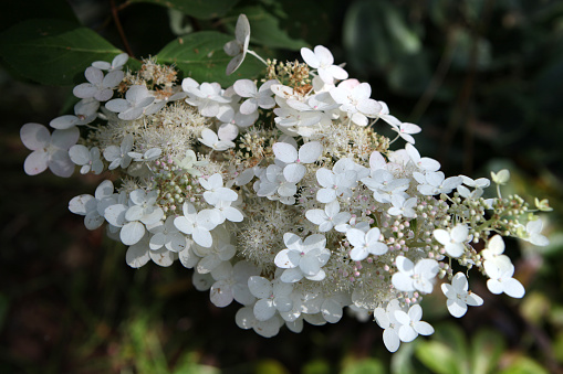 White and pink Hydrangea paniculata, or panicled hydrangea 'Chantilly Lace' in flower.