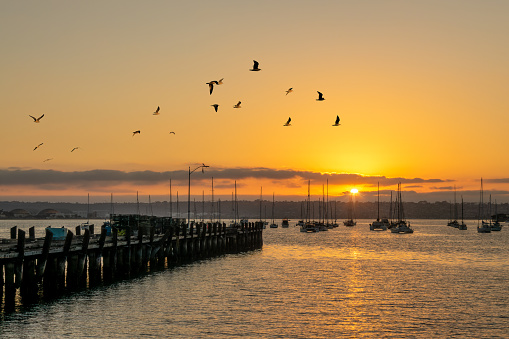 Old pier, seagulls and boats at sunset in the harbor of San Diego, California