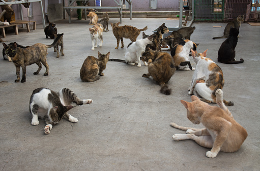 Image of a group stray cats inside the shelter