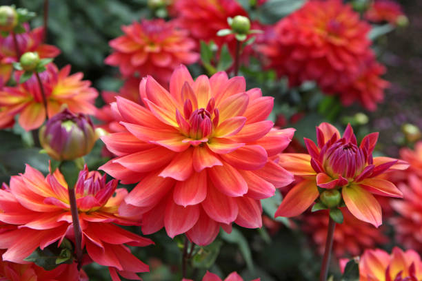 istock Pink and orange decorative Dahlia 'Firepot' in flower. 1633723453