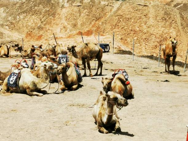 istock group of camels 1633726950