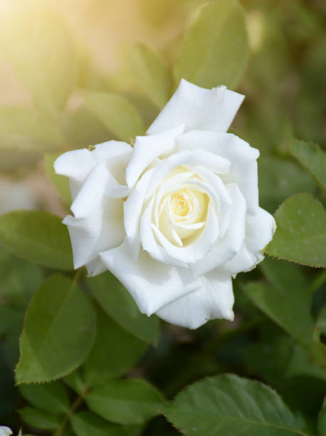 istock white rose flower in nature garden 1633733986