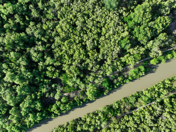 Green mangrove forest with canal of sea water. Mangrove ecosystem. Natural carbon sinks. Mangroves capture CO2 from the atmosphere. Blue carbon ecosystems. Mangroves absorb carbon dioxide emissions. bosque de manglar verde con canal de agua de mar. ecosistema de manglar. susureros naturales de carbono. los manglares capturan co2 de la atmósfera. ecosistemas de carbono azul. los manglares absorben las emisiones de dióxido de carbono.