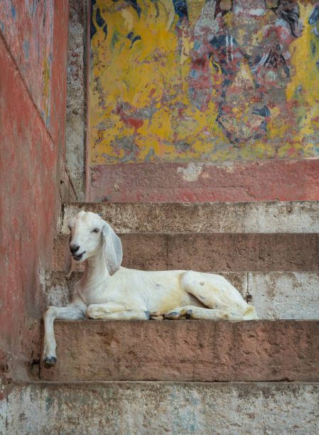 ziege auf ghats in varanasi, indien - india ganges river goat steps stock-fotos und bilder