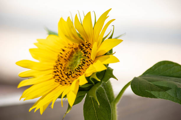istock Sun Flower Detail of Bloom 1633757516