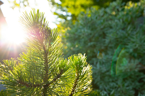 Closeup of Pine in the Morning Sunlight
